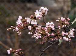 ｓａｋｕｒａ