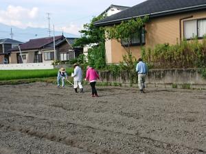 コスモス　種まき