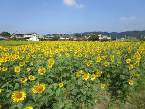 ひまわり　満開