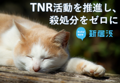 TNR画像