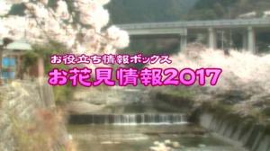 お花見情報2017のサムネイル